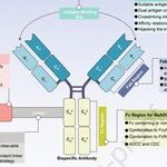 Understanding Bispecific Antibody Drug Conjugates (BsADCs)