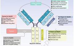 Understanding Bispecific Antibody Drug Conjugates (BsADCs)