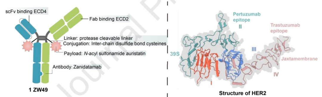 Understanding Bispecific Antibody Drug Conjugates (BsADCs)