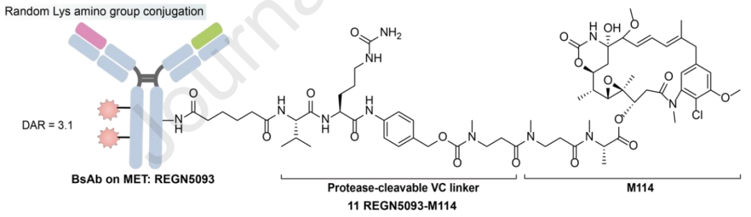 Understanding Bispecific Antibody Drug Conjugates (BsADCs)