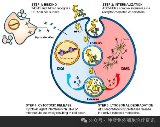 Mechanisms of ADC Resistance and Countermeasures