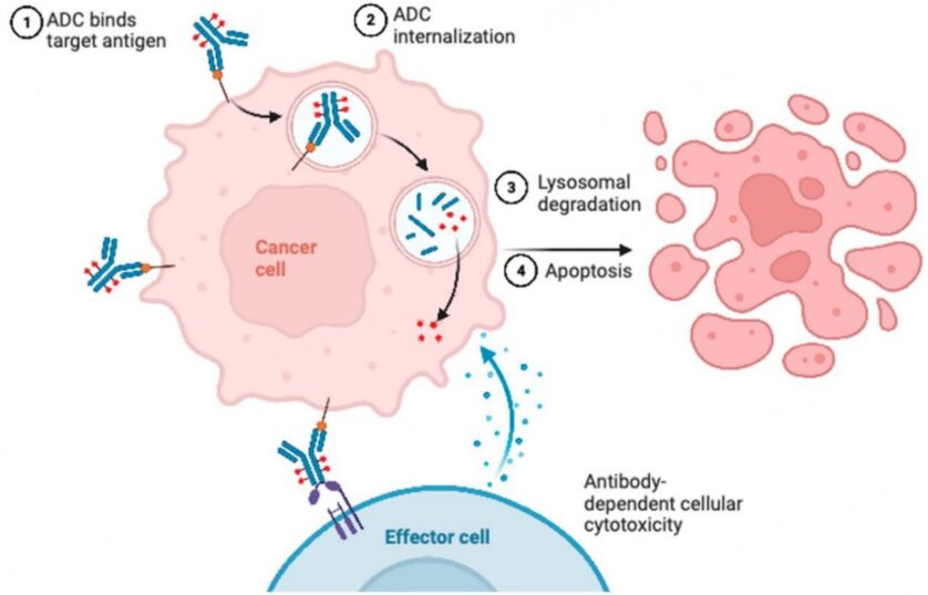 Understanding ADC Drug Resistance Mechanisms