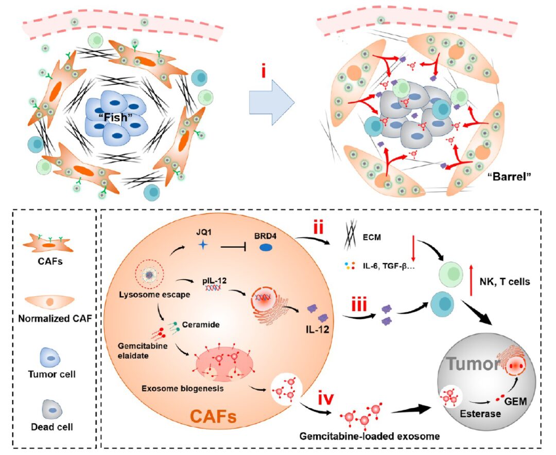 Transforming Cancer-Associated Fibroblast Barriers for Tumor Treatment