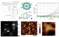 Consensus on RNA Genetic Modification for siRNA Delivery Using Negative-Charged Nano-Ultrasound Contrast Agents