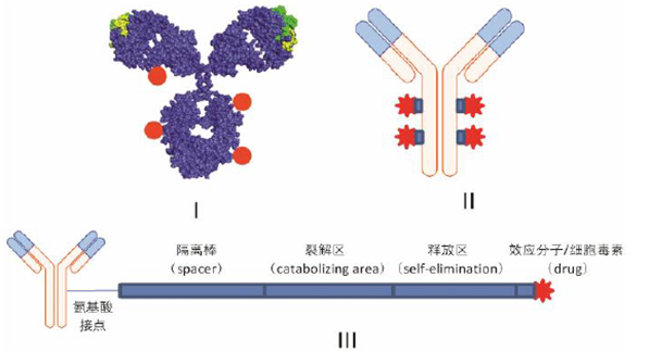 The Development Momentum of ADC Drugs