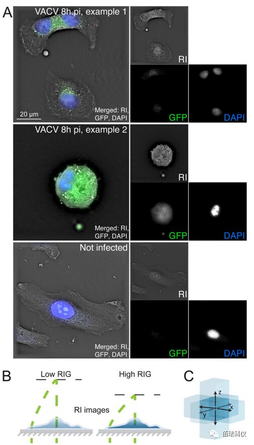 Using Holographic 3D Imaging to Observe Virus-Induced Cytopathic Effects