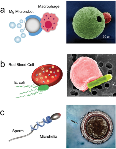 Review: Medical Micro/Nanorobots in Precision Medicine