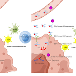 Mechanism of Epigenetic Inhibitors Combined with ADC in Melanoma Treatment