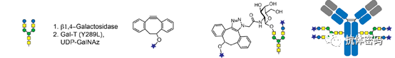 Comprehensive Overview of Antibody-Drug Conjugates (ADCs)