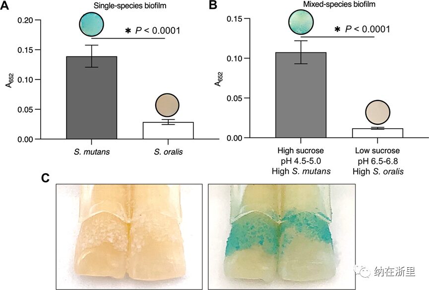 Ferumoxytol Nanoparticles Target Biofilms Causing Tooth Decay