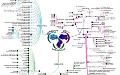 Global Landscape of ADC from a God’s Eye View