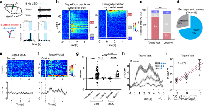 Scientists Reveal Reward Learning Pathway Mediated by Somatostatin Neurons