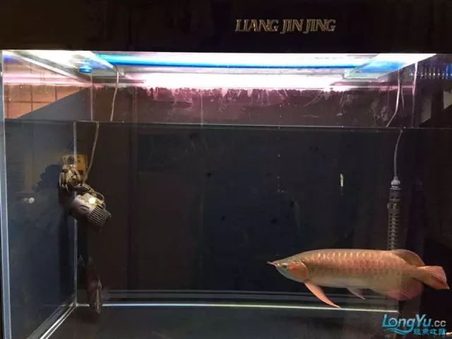 DIY Fully Automatic Water Change System