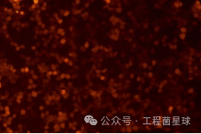Understanding The Mechanism of Immune Response Triggered by Different Lipid Components in Lipid Nanoparticles (LNP)
