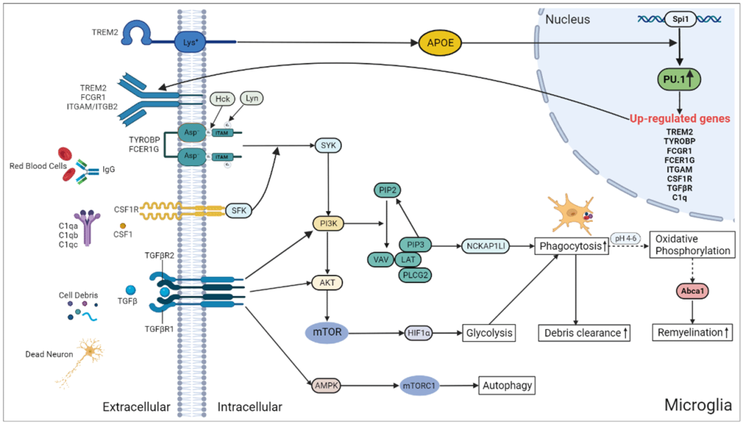 Spi1 Regulates Inflammatory Response of Microglia/Macrophages After Intracerebral Hemorrhage via PI3K/AKT/mTOR Pathway