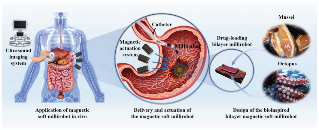Soft Magnetic Microrobots for Targeted Drug Delivery