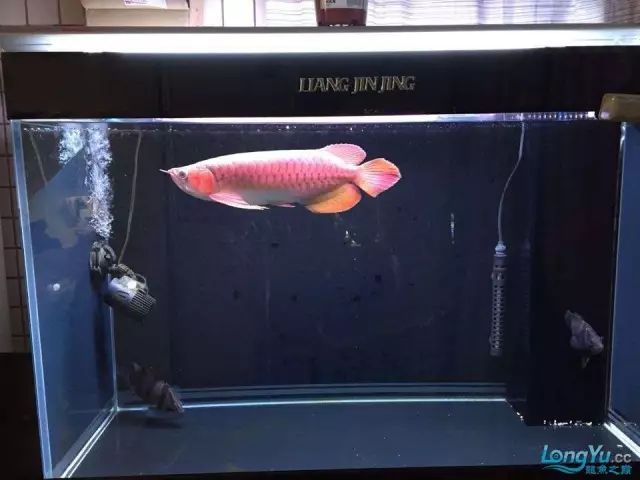 DIY Fully Automatic Water Change System