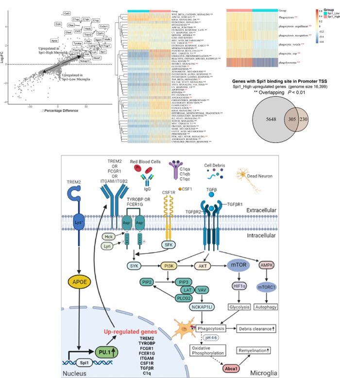 Spi1 Regulates Inflammatory Response of Microglia/Macrophages After Intracerebral Hemorrhage via PI3K/AKT/mTOR Pathway