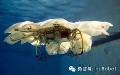 Exploring Beautiful and Adorable Bionic Robots
