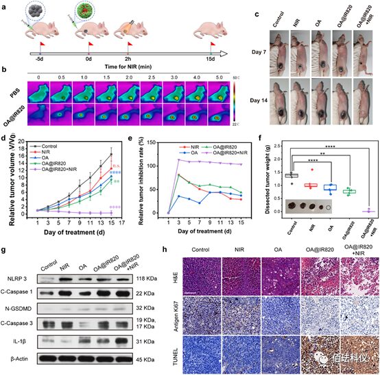 Monitoring Pyroptosis in B16 Cells Using Holographic 3D Imaging