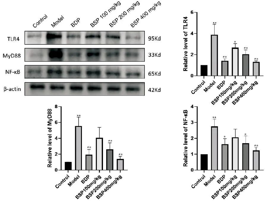 Study on the Role and Mechanism of Bletilla Striata Polysaccharide in LPS-Induced Acute Liver Injury in Mice