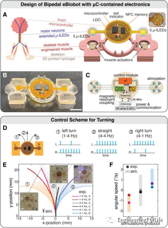 Muscle-Driven Miniature Robots Using Battery-Free Wireless Optoelectronics
