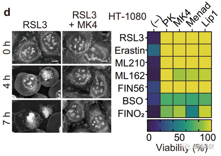 Application of Nanolive in Ferroptosis Research