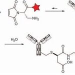 Overview of Antibody-Drug Conjugate (ADC) Conjugation Techniques