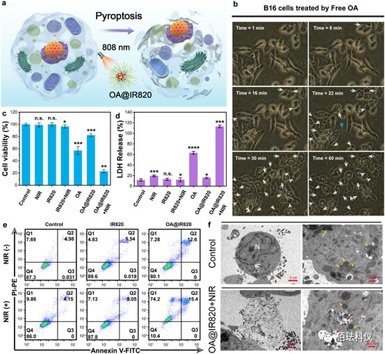 Monitoring Pyroptosis in B16 Cells Using Holographic 3D Imaging