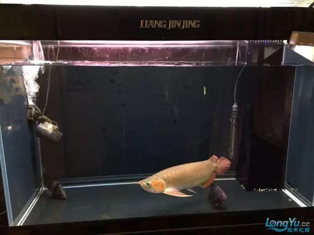 DIY Fully Automatic Water Change System