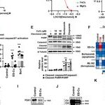 ATF3/SPI1/SLC31A1 Pathway Promotes Copper Death Induced by AGEs in Diabetic Myocardial Injury