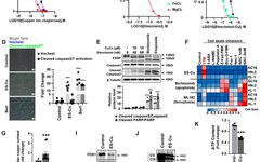 ATF3/SPI1/SLC31A1 Pathway Promotes Copper Death Induced by AGEs in Diabetic Myocardial Injury