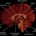 Neuroanatomy and Function of Human Sexual Behavior