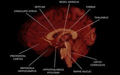 Neuroanatomy and Function of Human Sexual Behavior