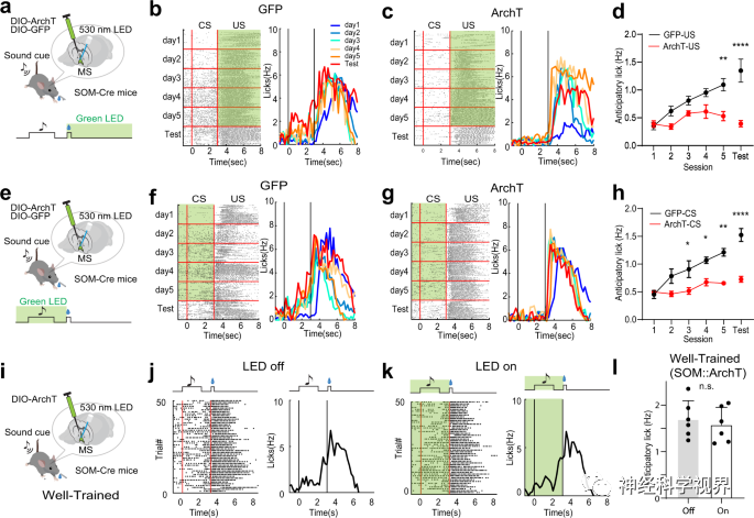 Scientists Reveal Reward Learning Pathway Mediated by Somatostatin Neurons