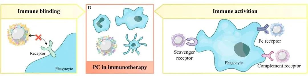 The Dual Role of Protein Corona in Tumor Targeting, Immunotherapy, and Diagnosis