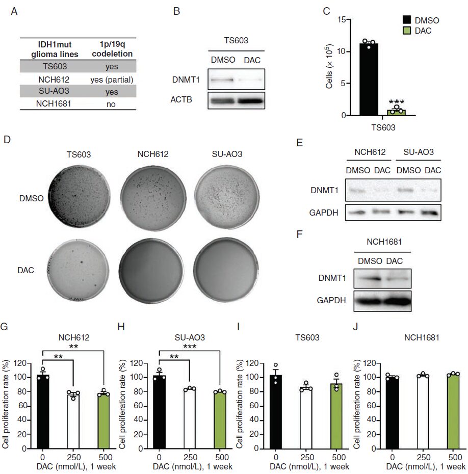 TERT and DNMT1 Expression Predicts Glioma Sensitivity to DAC