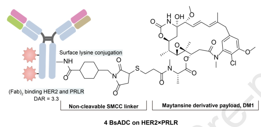 Understanding Bispecific Antibody Drug Conjugates (BsADCs)