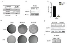 TERT and DNMT1 Expression Predicts Glioma Sensitivity to DAC