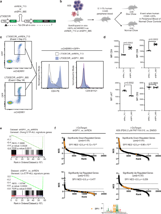 The Oncogenic Cooperation of TCF7-SPI1 and NRAS in T-ALL