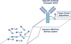 Degrader-Antibody Conjugates: The Risky Path from Concept to Reality