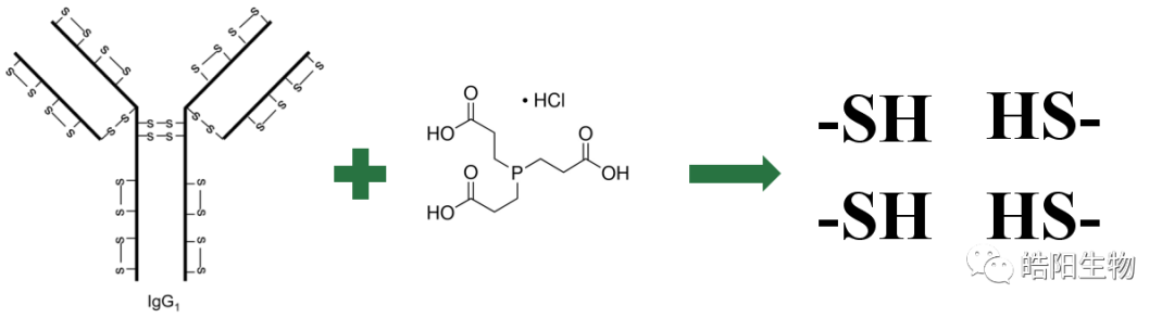 Physicochemical Analysis and Structural Characterization of Antibody-Drug Conjugates (ADCs)
