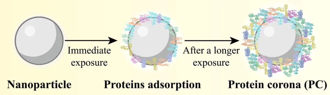 The Dual Role of Protein Corona in Tumor Targeting, Immunotherapy, and Diagnosis