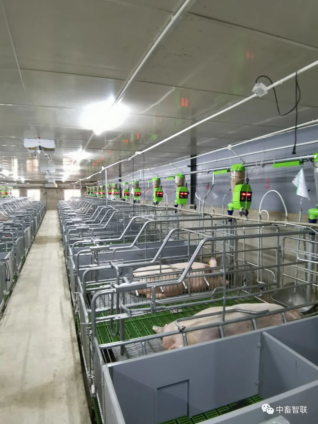 Analysis of the Underlying Logic and Equipment Costs of Smart Feeding