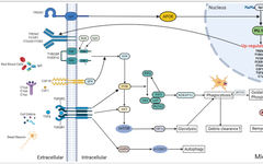 Spi1 Regulates Inflammatory Response of Microglia/Macrophages After Intracerebral Hemorrhage via PI3K/AKT/mTOR Pathway