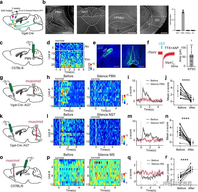 Scientists Reveal Reward Learning Pathway Mediated by Somatostatin Neurons