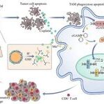 Platinum(IV)-Backboned Polymer Prodrug-Functionalized Manganese Oxide Nanoparticles for Enhanced Lung Cancer Chemoimmunotherapy