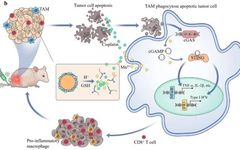 Platinum(IV)-Backboned Polymer Prodrug-Functionalized Manganese Oxide Nanoparticles for Enhanced Lung Cancer Chemoimmunotherapy