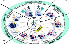 Combination Therapy of Antibody-Drug Conjugates (ADCs)