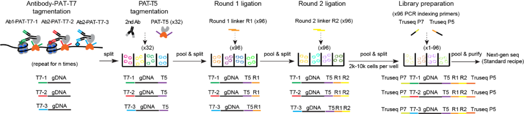 Development of uCoTargetX Technology for Single-Cell Multi-Protein Modification and Transcription Detection
